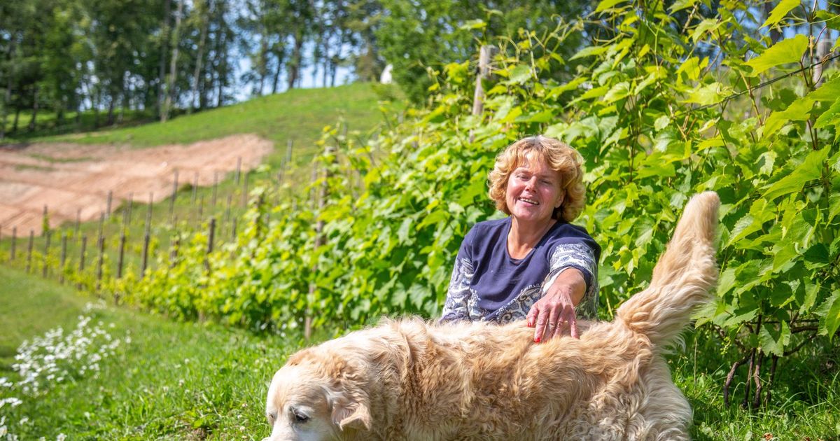 Veinitalus sai kõik alguse Murist