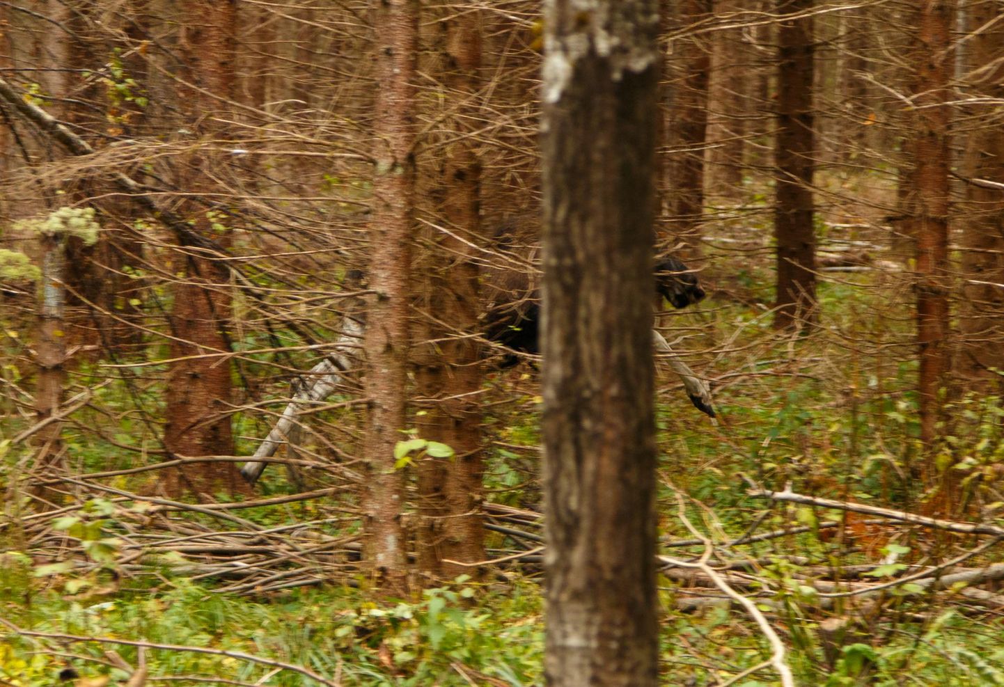 Eesti metsades toimuv on viimasel ajal avalikkuses teravaks teemaks tõusnud.