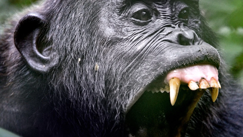 Šimpansirühm muutus vägivallaks: mida ütleb see inimeste kohta?