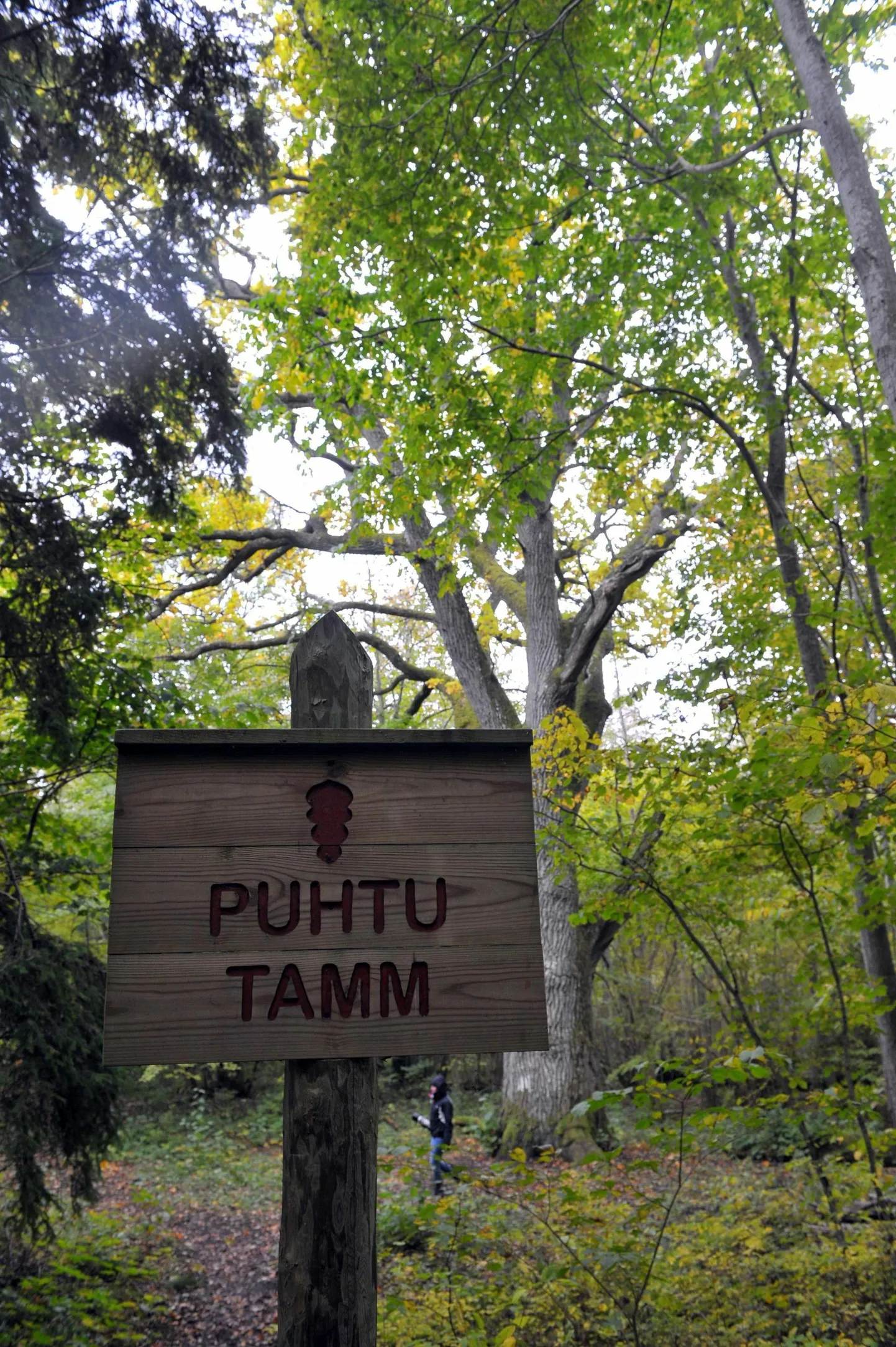 Teiste puude seas plaanitakse kaitse alla võtta ligemale 400aastane Puhtu tamm, mis asub Virtsus Puhtu-Laelatu looduskaitseala sihtkaitsevööndis.