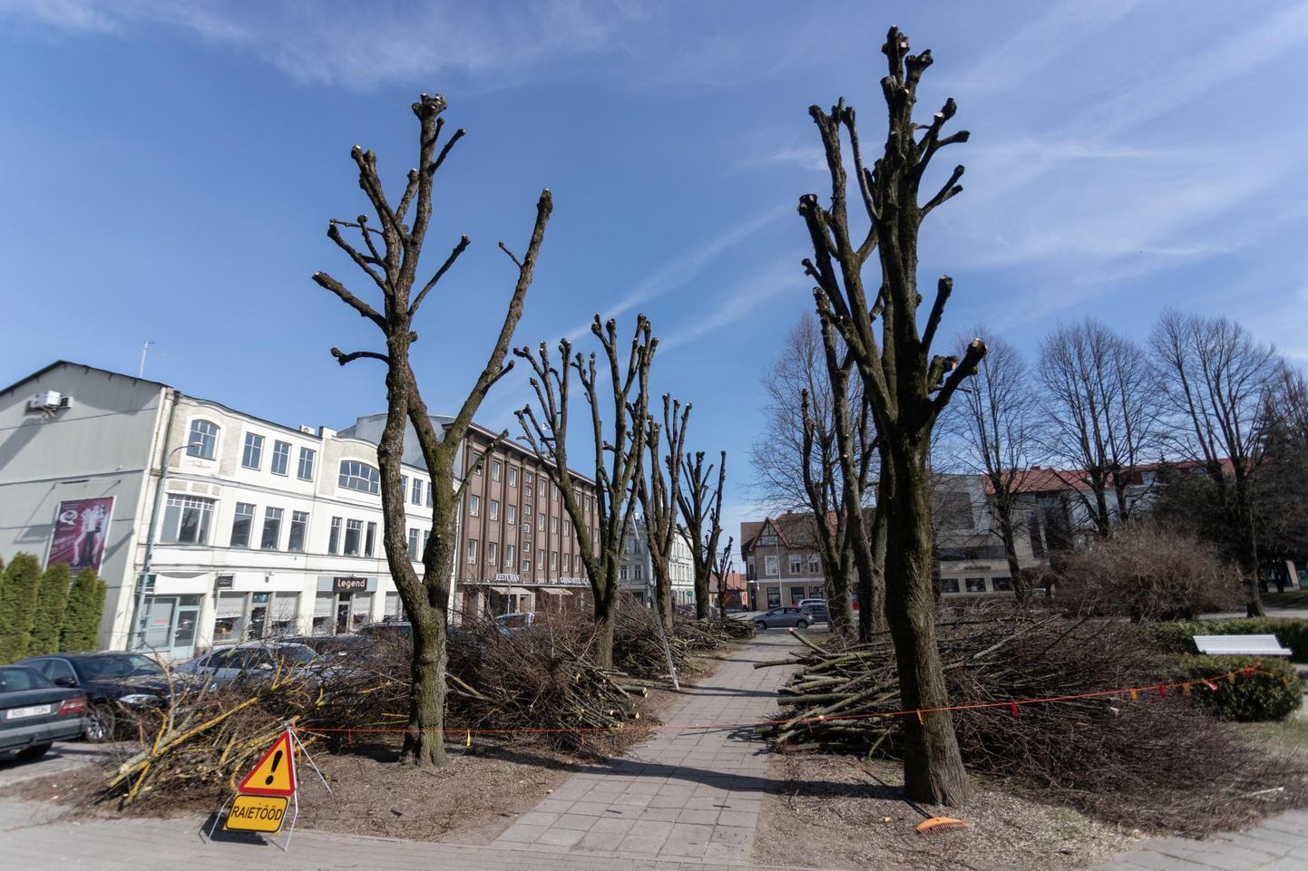 Läinud reedel alustasid arboristid Viljandi kesklinnas pargipärnade laasimist.