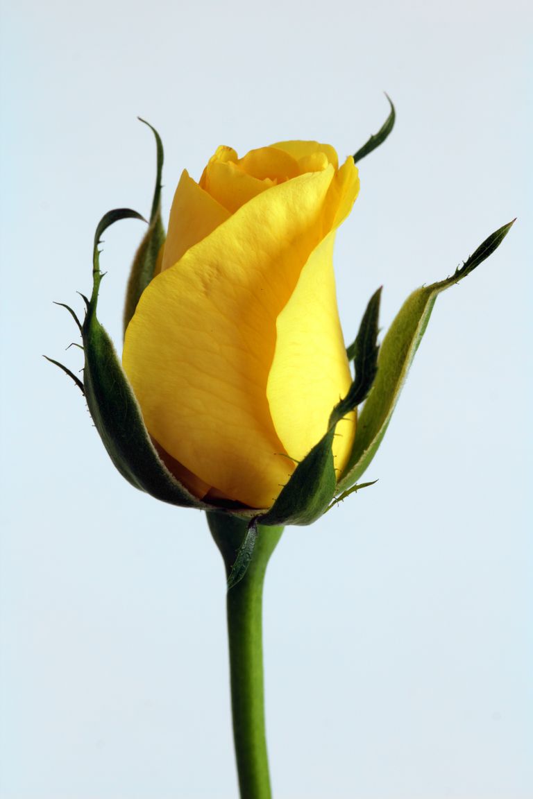 Kollane roos. Hiina kultuuris seostatakse kollast värvi nii keiserlikkuse, võimu ja raha kui ka kevadega