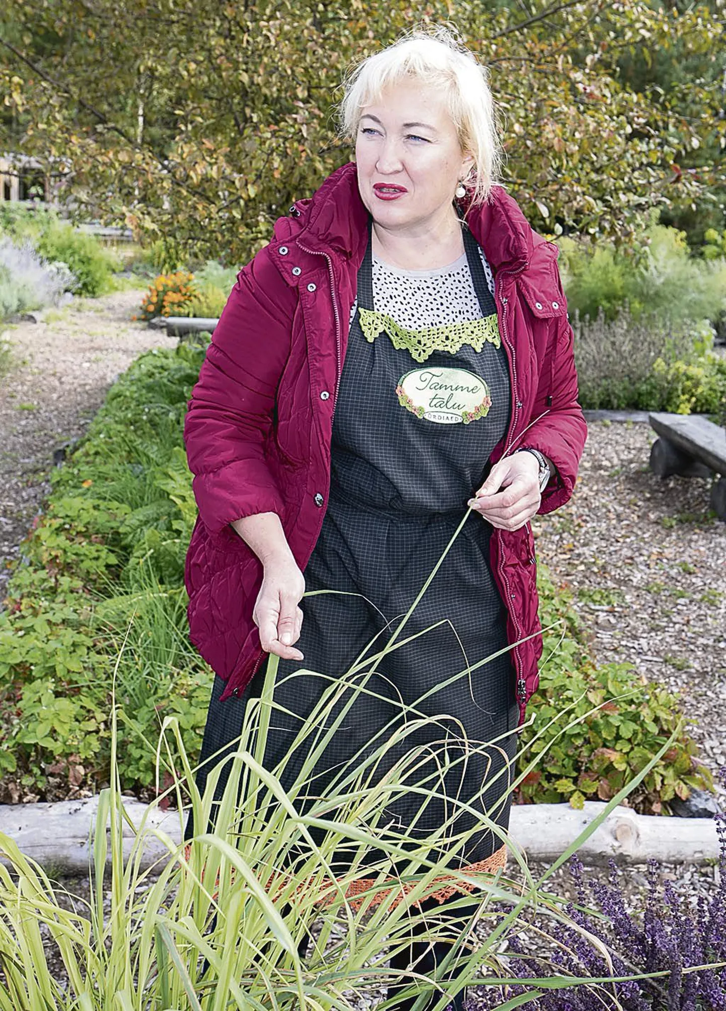 Tamme talu ürdiaia perenaine Heli Viedehof soovitab Aasia köögi sõpradel kasvatada vähenõudlikku sidrunheina.