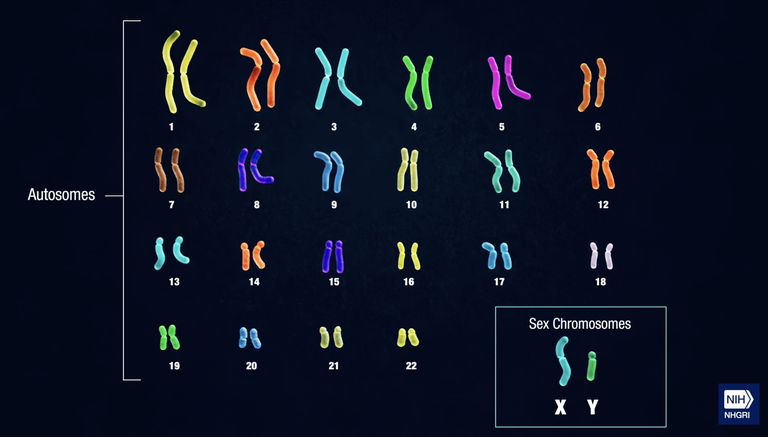 Inimese kromosoomid.