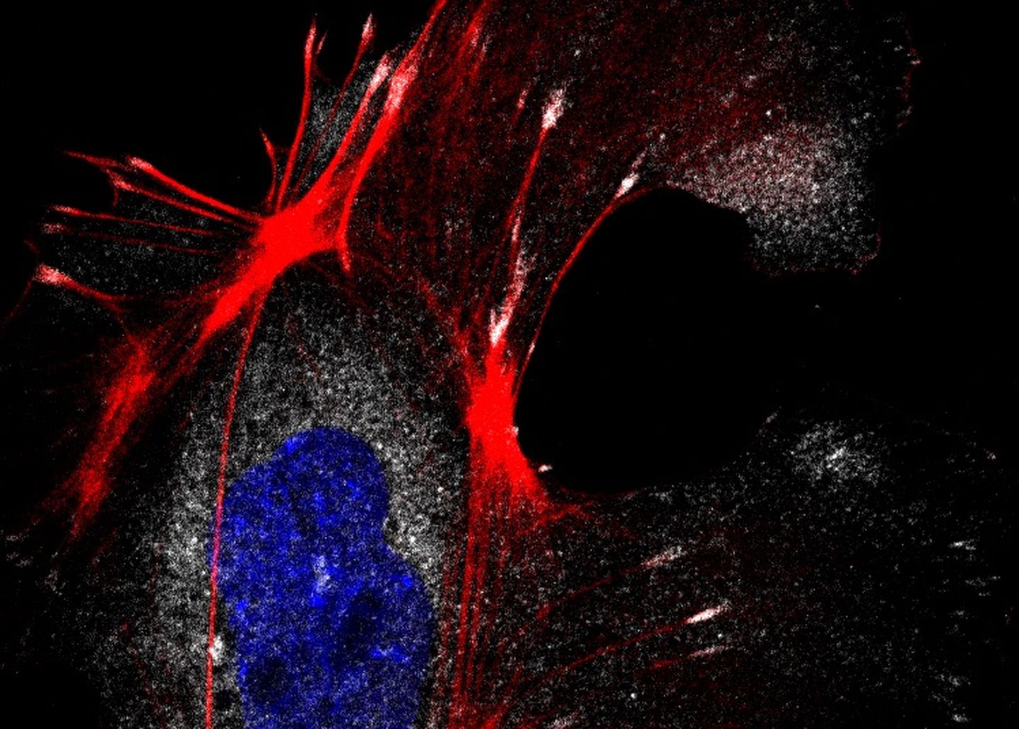 Rakubioloogia õpiku kaanefoto, pildil hiire embrüonaalsed fibroblastid.