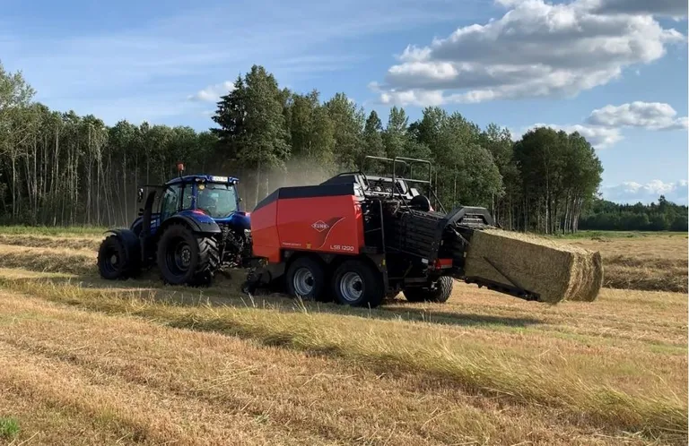 Heinatehases põldudelt koristatud saak kuivatati, purustati ja pressiti 800kilosteks pakkideks ning saadeti Lähis-Ida ja Aasia riikidesse.