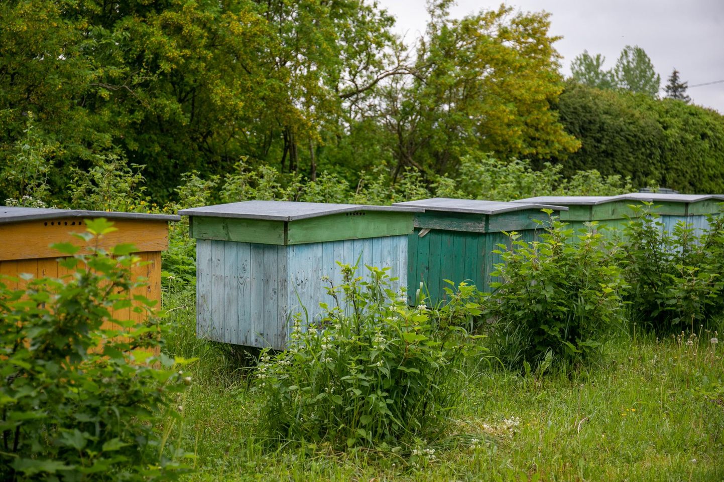 Põllumajandusloendusel pannakse kirja ka kõik mesilaspered.