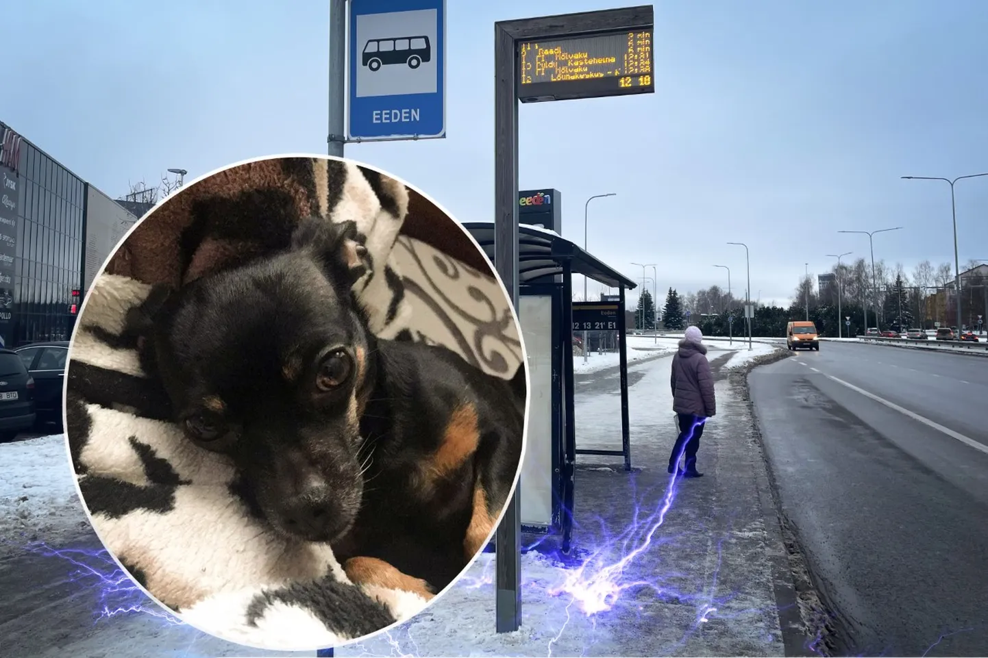«Koer on praegu väga nõrk, kodus ei söö joo midagi, ainult magab terve päev. Vahel joob vett, läheb tagasi magama,» ütleb Alex, kelle koer Eedeni bussipeatuses kolmapäeval elektrit sai.