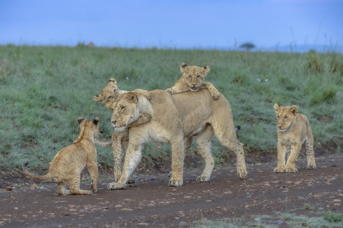 Keenia on koduks pea 2500 lõvile.