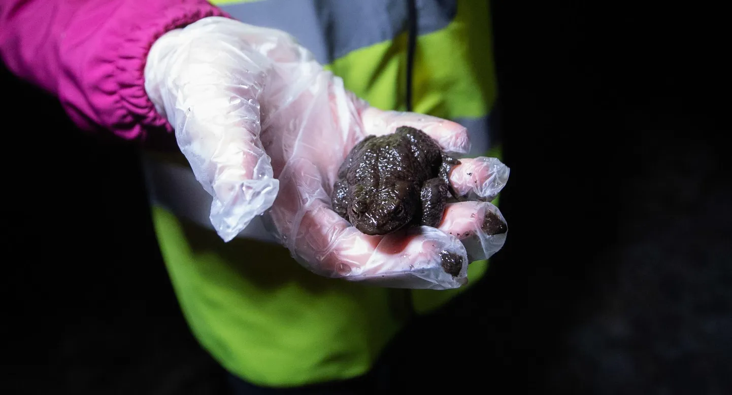Konnade ränne Astangu asumis Astangu tänaval. Inimesed püüavad leida konni tänavaäärsest ojast, et nad ohutult üle sõidutee kudemispaikade poole toimetada. Pildil Kessandra Landeri käsi konnaga.