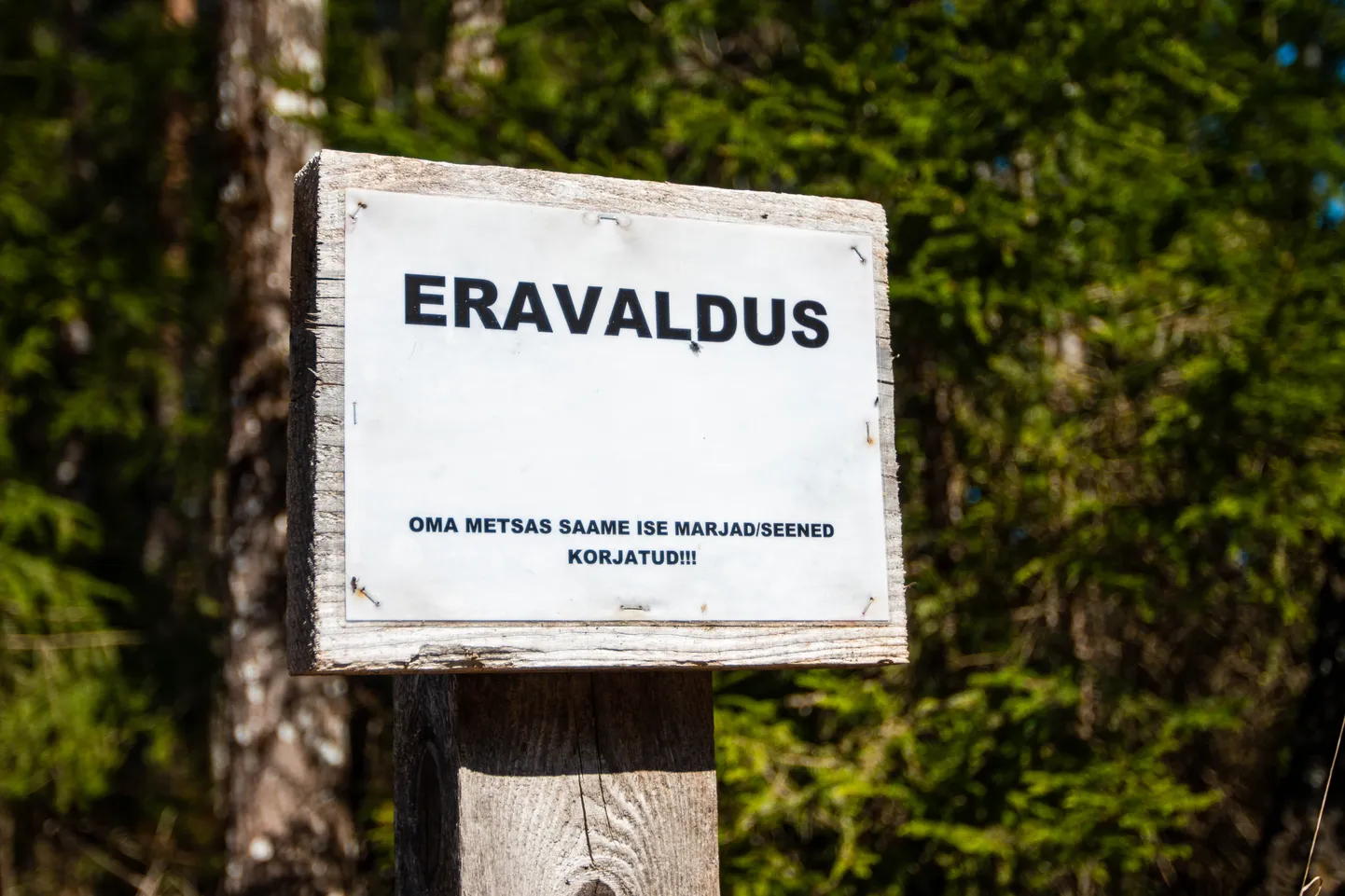 Hoiatav silt keelab metsas seente ja marjade korjamise. Seaduslikult on selleks igati õigus, sildiga tähistatud alale maaomaniku loata metsasaadusi korjama minna ei tohi.
