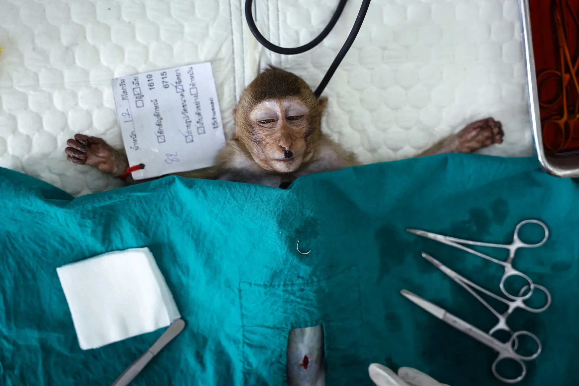 Noor pikksabaline makaak lebab narkoosi all, samal ajal kui Rahvusparkide, Loodusliku Elukeskkonna ja Taimede Kaitse Osakonna veterinaarid viivad läbi steriliseerimisprotseduuri. Aasia ja Okeaania, fotolood.