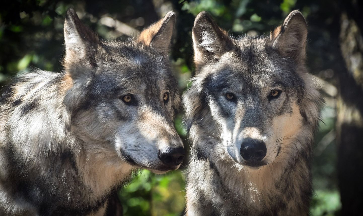 Когда численность волков превышает так называемую границу социальной терпимости, охотники должны разумно ее обуздать.