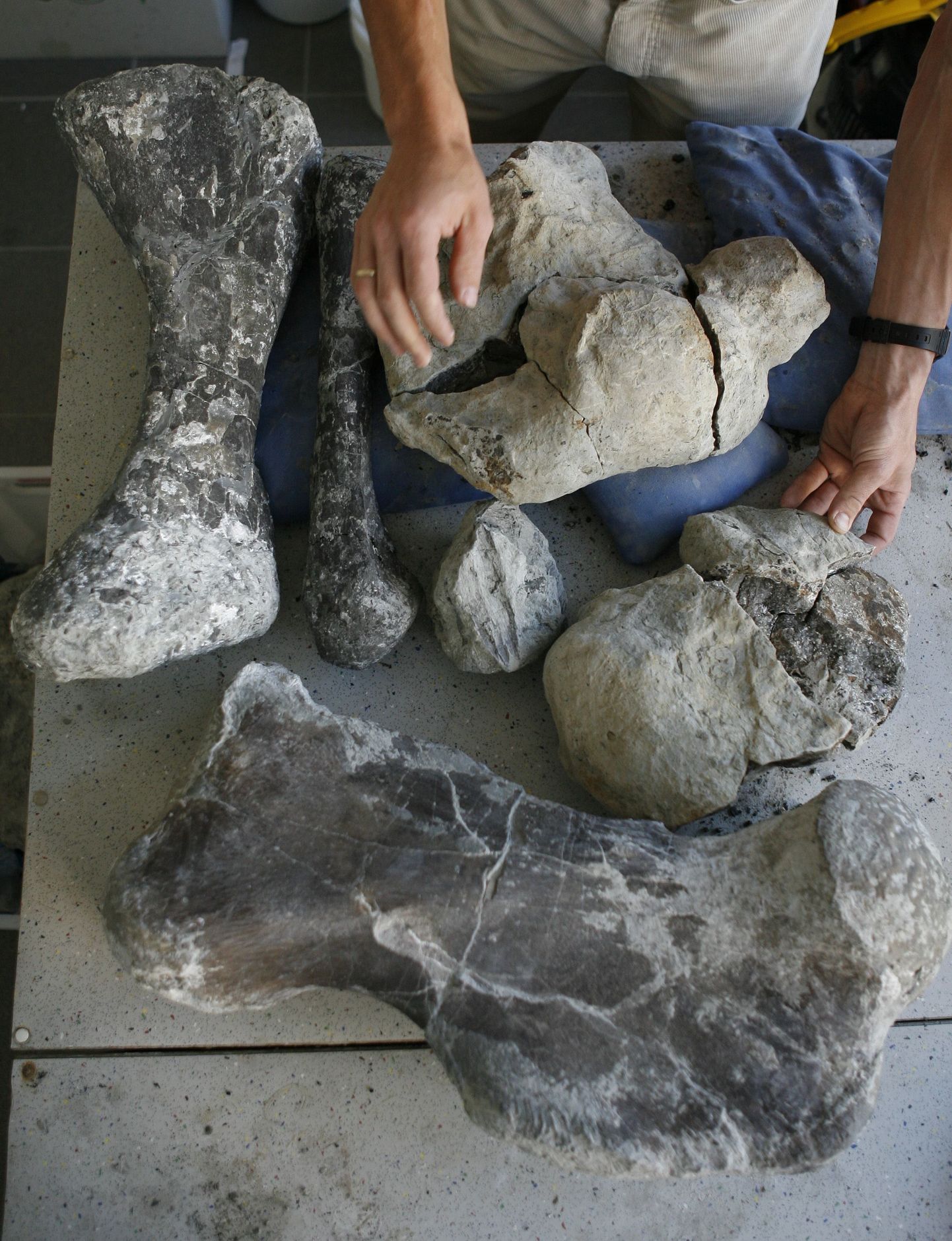 Poola palaeontoloog Tomasz Sulej näitab Tyrannosaurus rexi eellase jäänuseid