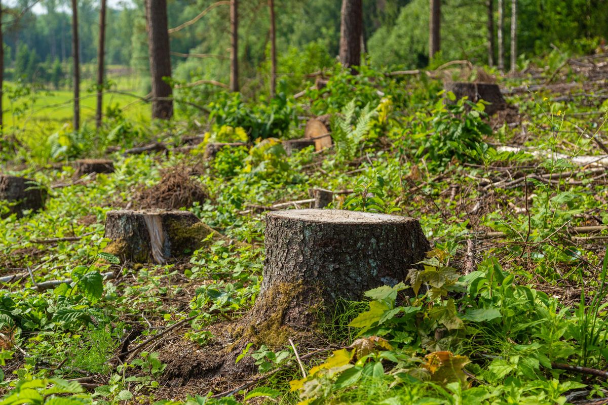 Metsa majandamine on looduspargi piiranguvööndis lubatud.