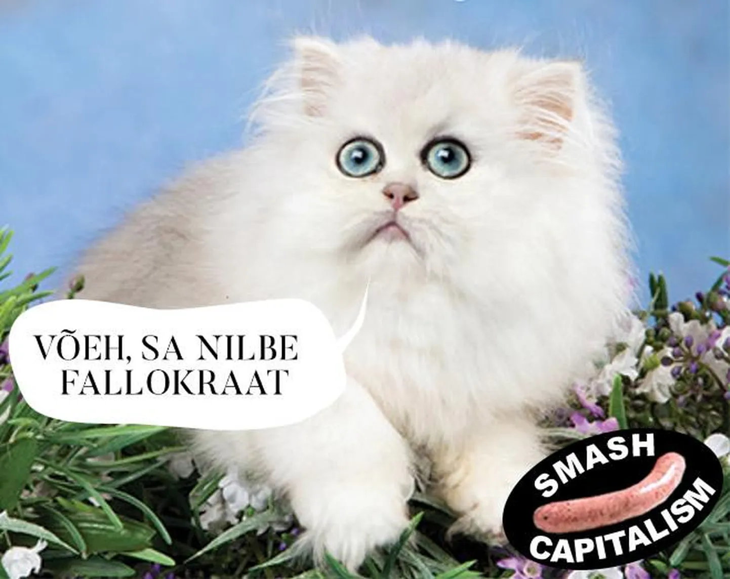 Mesikäpp Kassike
