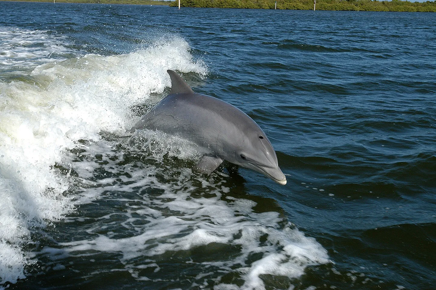 Pudelnina-delfiin (Tursiops truncatus) surfab uurimispaadi järel Banaani jõel, mis asub Kennedy kosmosekeskuse lähedal Floridas.