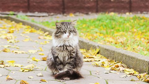 Nedēļas vidū sāksies meteoroloģiskais rudens