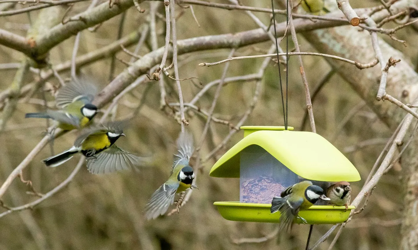 Akna taga toidulaual toimetavaid linde on vahva vaadata.