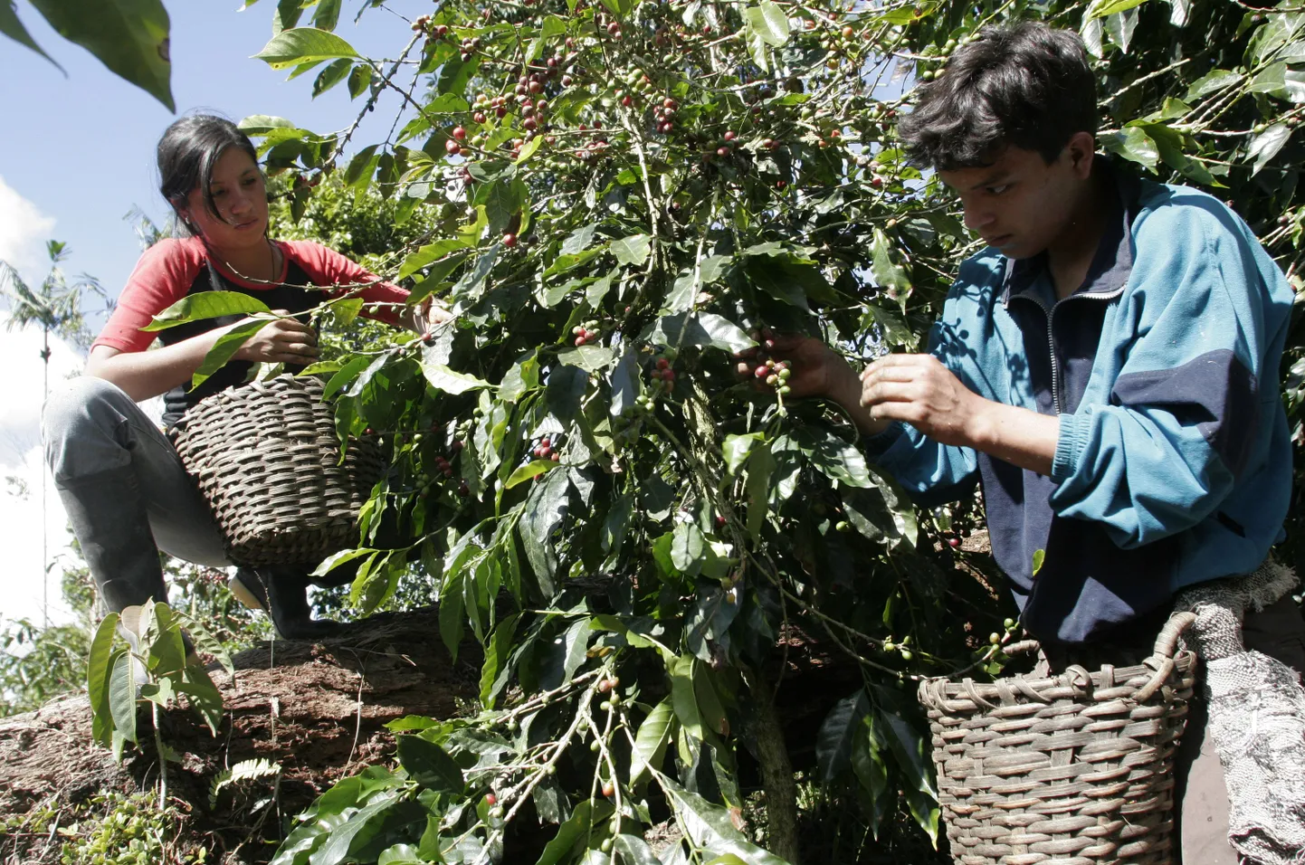 Peruu talunikud korjavad kohviube.