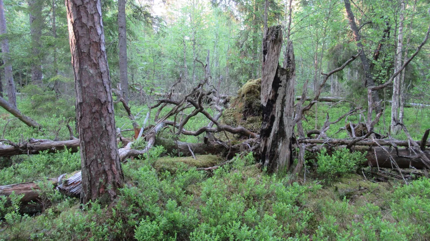 Vääriselupaik on ala metsas, kus suure tõenäosusega elab kitsalt kohastunud, ohustatud, ohualteid või haruldasi liike.