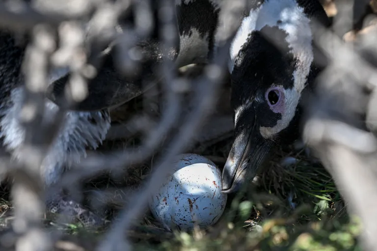 Patagoonia pingviin valvab Punta Tombo looduskaitsealal oma muna. Pilt on illustreeriv.