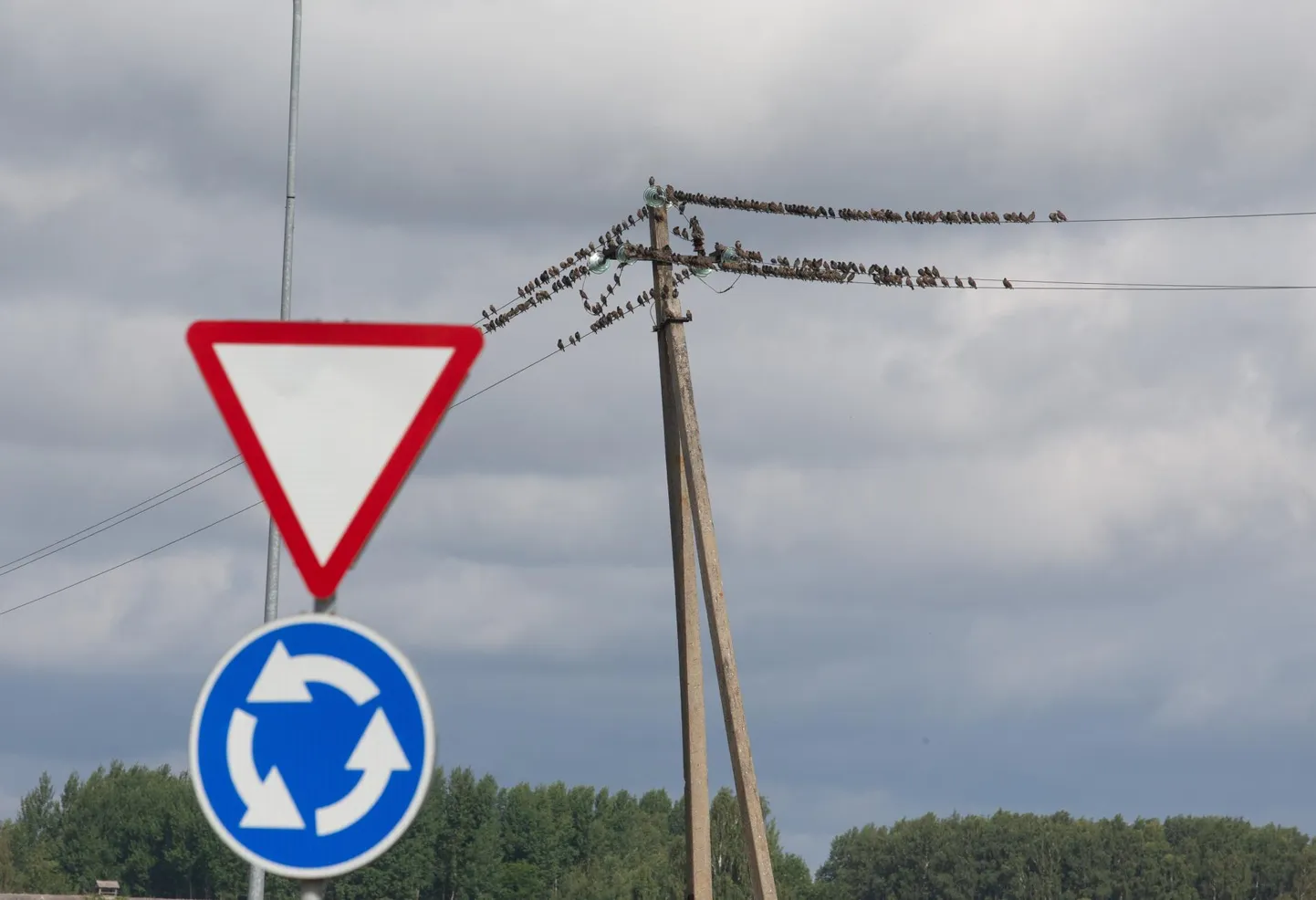 Lindude ränne sügisel.
