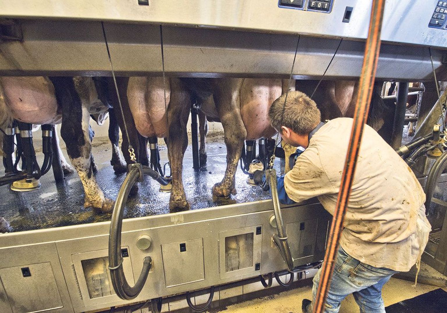 Tartu Agro elas kriisiajaüle piimakarja vähendamata. Praegu on seal lüpsil 540 lehma.