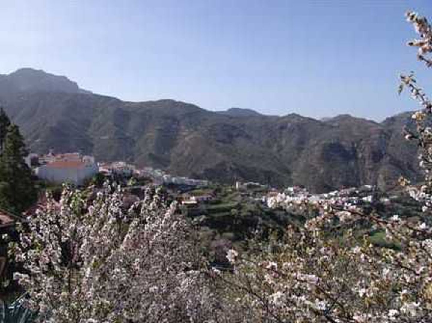 Gran Canarial Tejedas tähistatakse 31. jaanuaril ja 1. veebruaril mandlipuude õitsemist ja kevade saabimist. Linnake pakub rikkalikku kultuuriprogrammi, kohalikke hõrgutisi ja käsitööd.