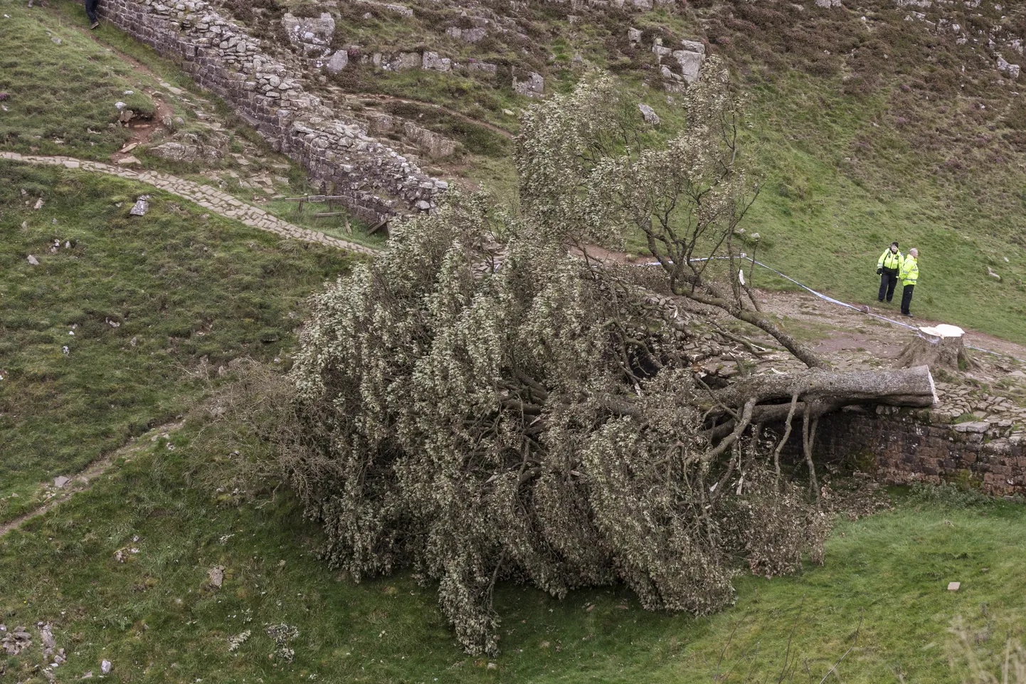 Northumberlandis saeti maha kuulus Sycamore Gap.