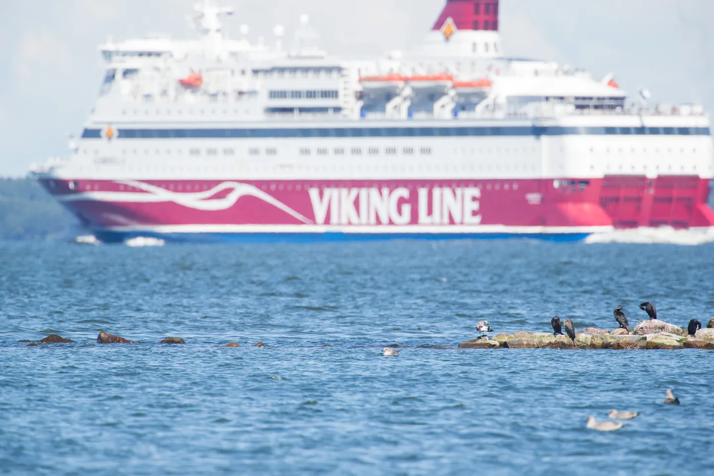 Kormoranid Tallinna lahel. : 21JUL17 : Tallinn, Eesti : FOTO: GEORG KÕRRE/POSTIMEES