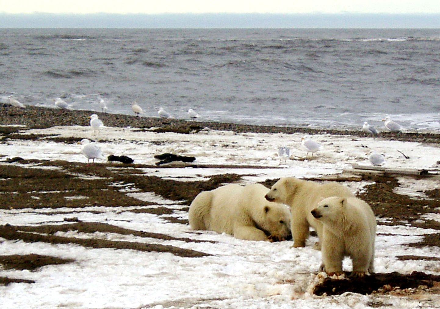 Jääkarud Alaska Arktika Eluslooduse Kaitsealal.