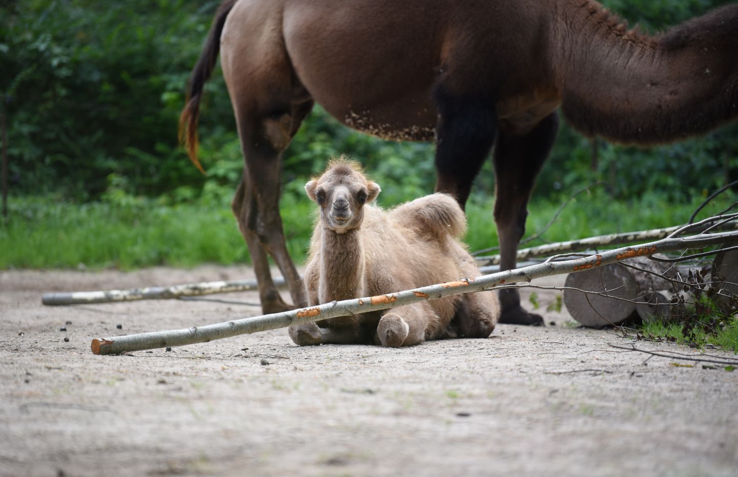 Divkupru kamielis Rīgas Nacionālajā zooloģiskajā dārzā.