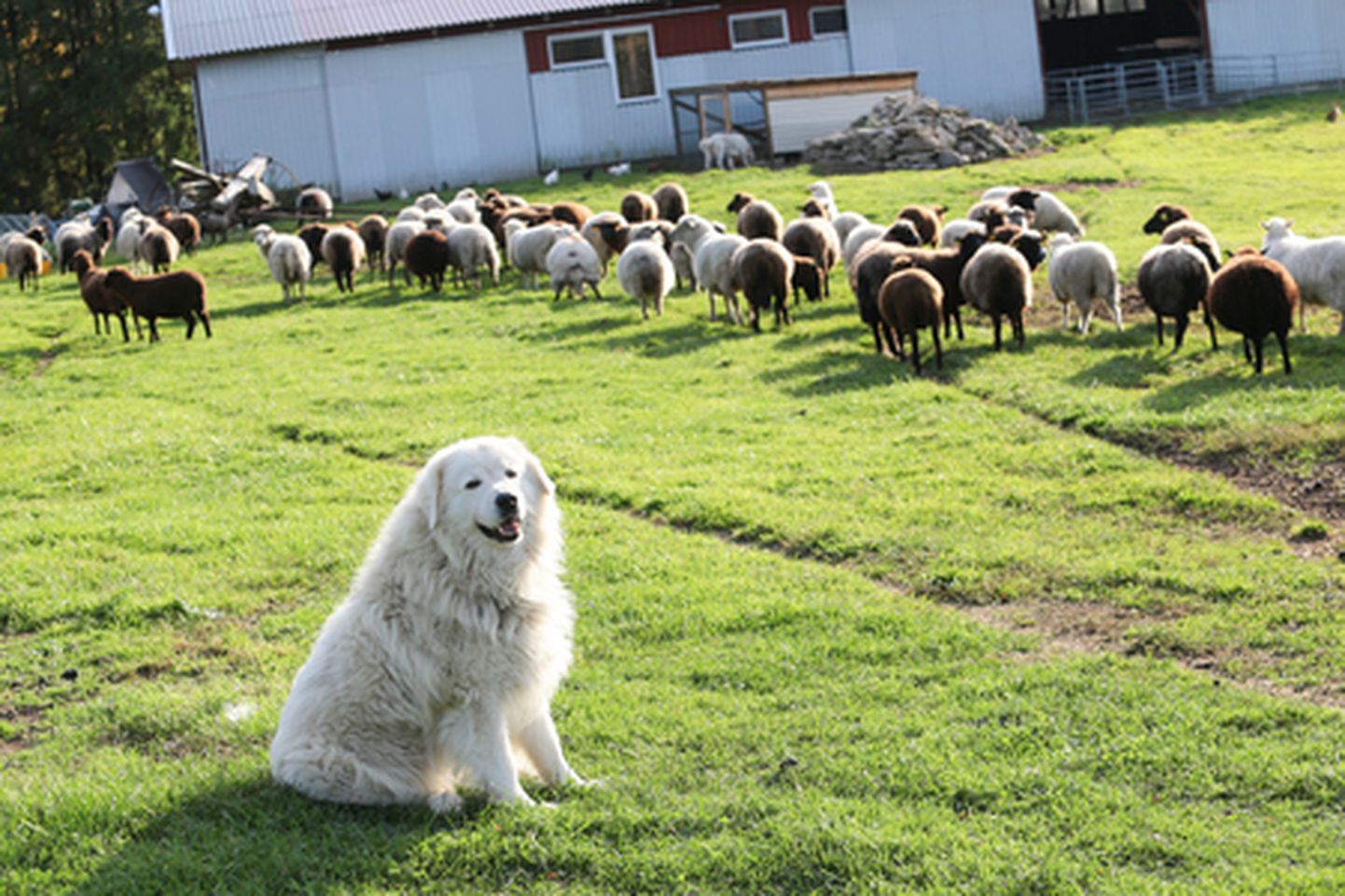 Läti lambakasvatajaid huvitab eestlaste kogemus karjavalvekoerte kasutamisel.