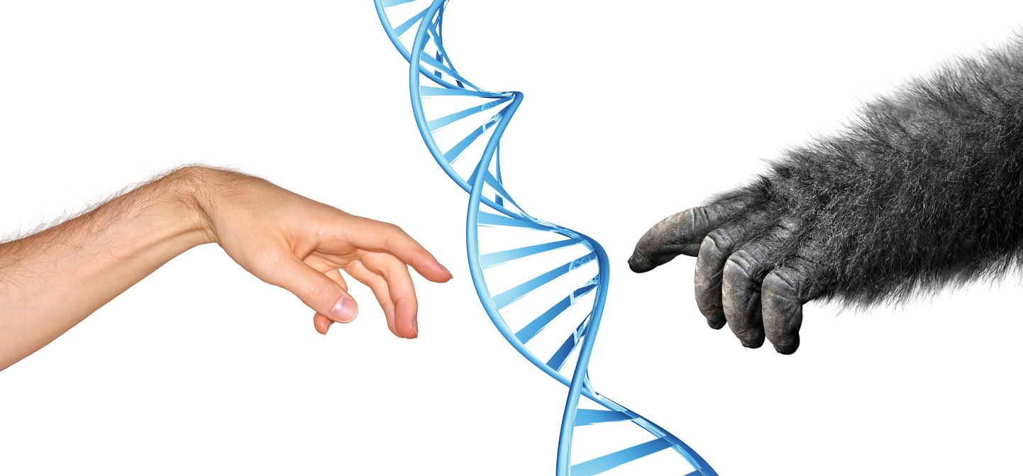 Inimese käsi, inimahvi käsi ja DNA kaksikheeliks