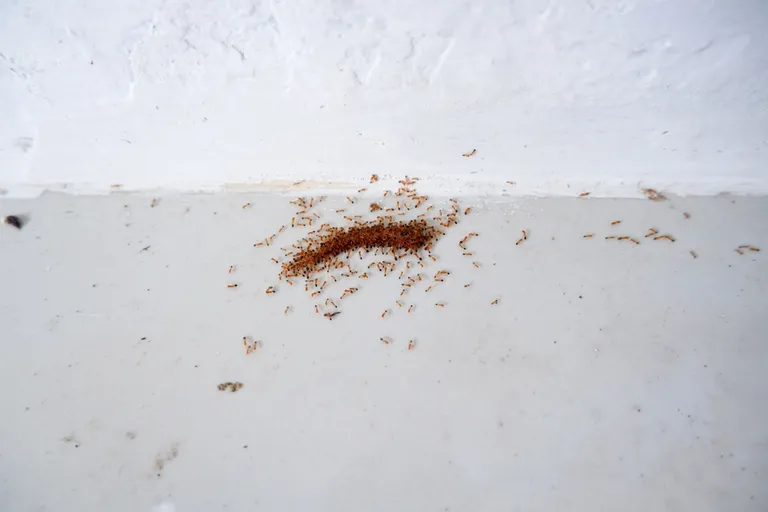 Wasmannia auropunctata, или маленькие огненные муравьи.