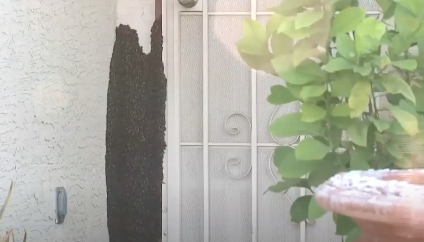 Mesilasparv peatus Arizona pere maja välisukse ees ja moodustas sinna musta laigu.