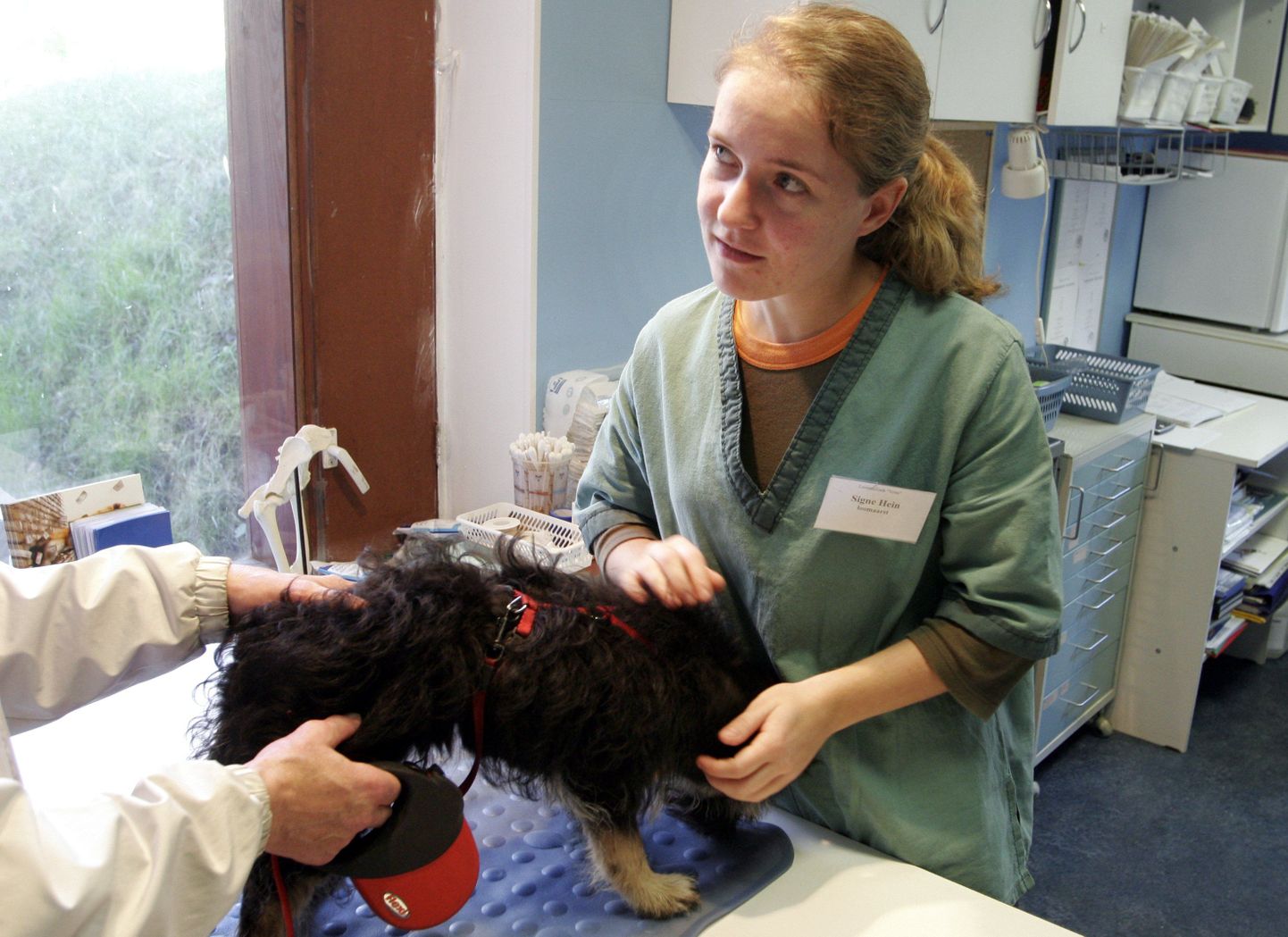 Koera vaktsineerimine marutaudi vastu.