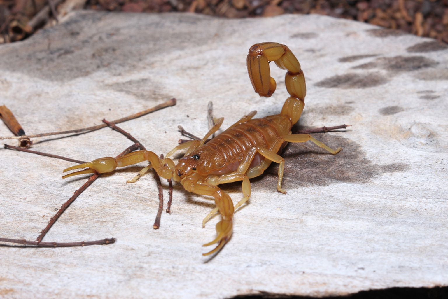 Brasiilia kollane skorpion.