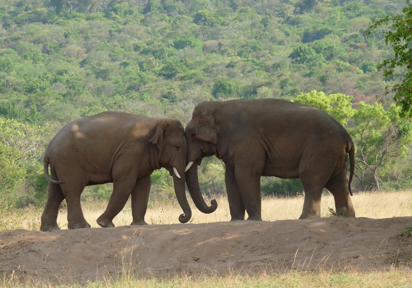See on foto, kuidas kaks elevanti sündsal moel teineteist tervitavad.
