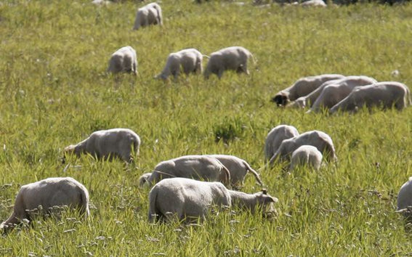 Haljala ja Rakvere vahel Päide kandis karjamaal murdjate ohvriks langenud lambakarjast järele jäänud loomad on tänaseks viidud teisele rohumaale.