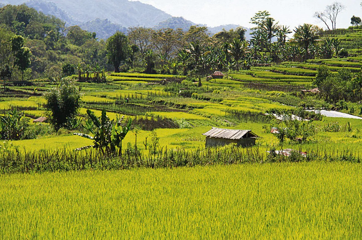 Meeliülendav rohelus: riisipõllud Florese mägipiirkonnas.