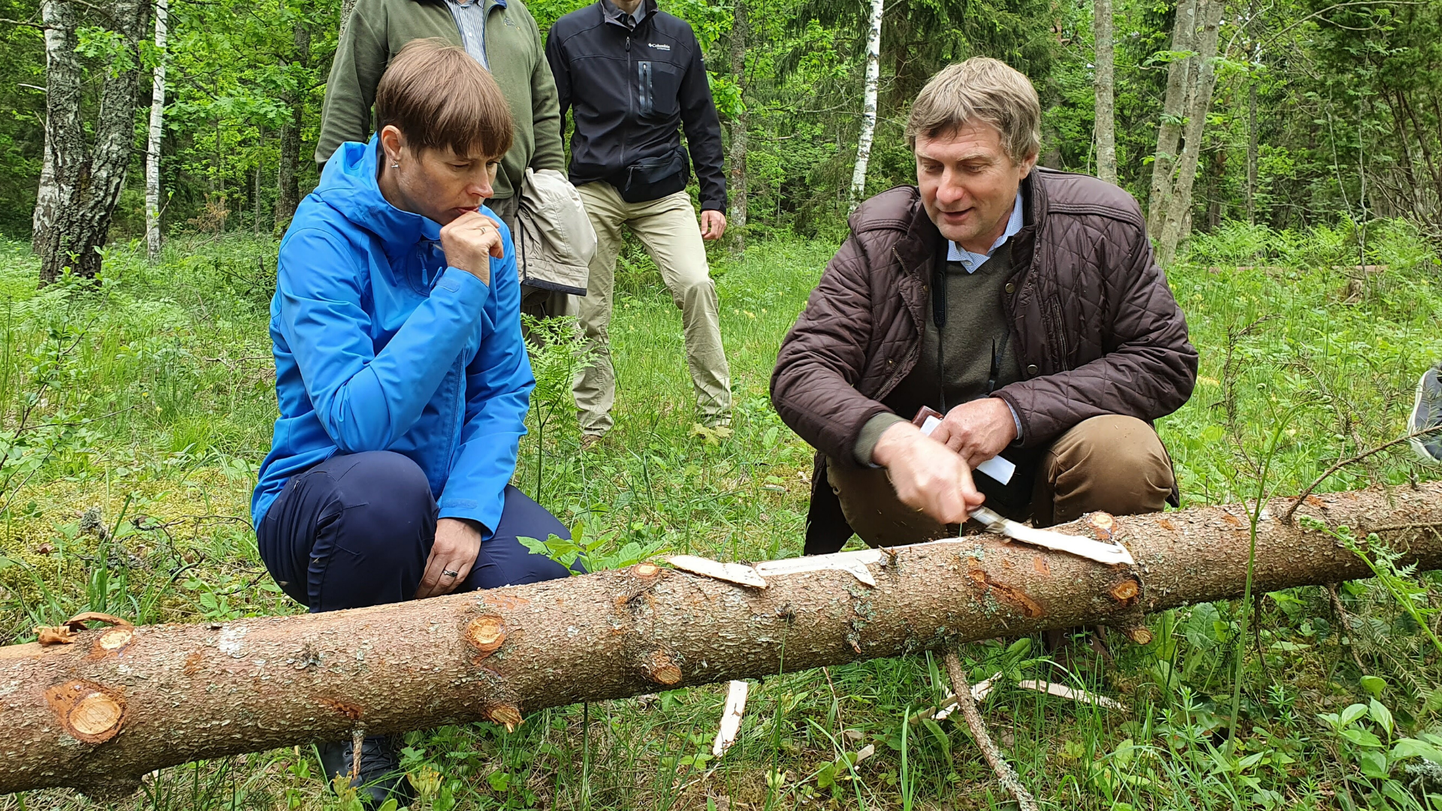 President Kersti Kaljulaidil ei jäänud oma ringkäigul nägemata ka sellekevadine tuntuim metsaelanik, kuuse-kooreürask.
