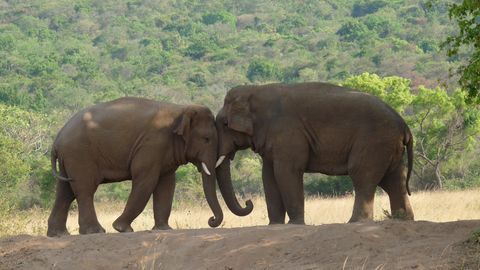 Kui inimesed tervitaksid üksteist elevantide kombel oleks see rõve – poliitikud siiski vahel teevad seda