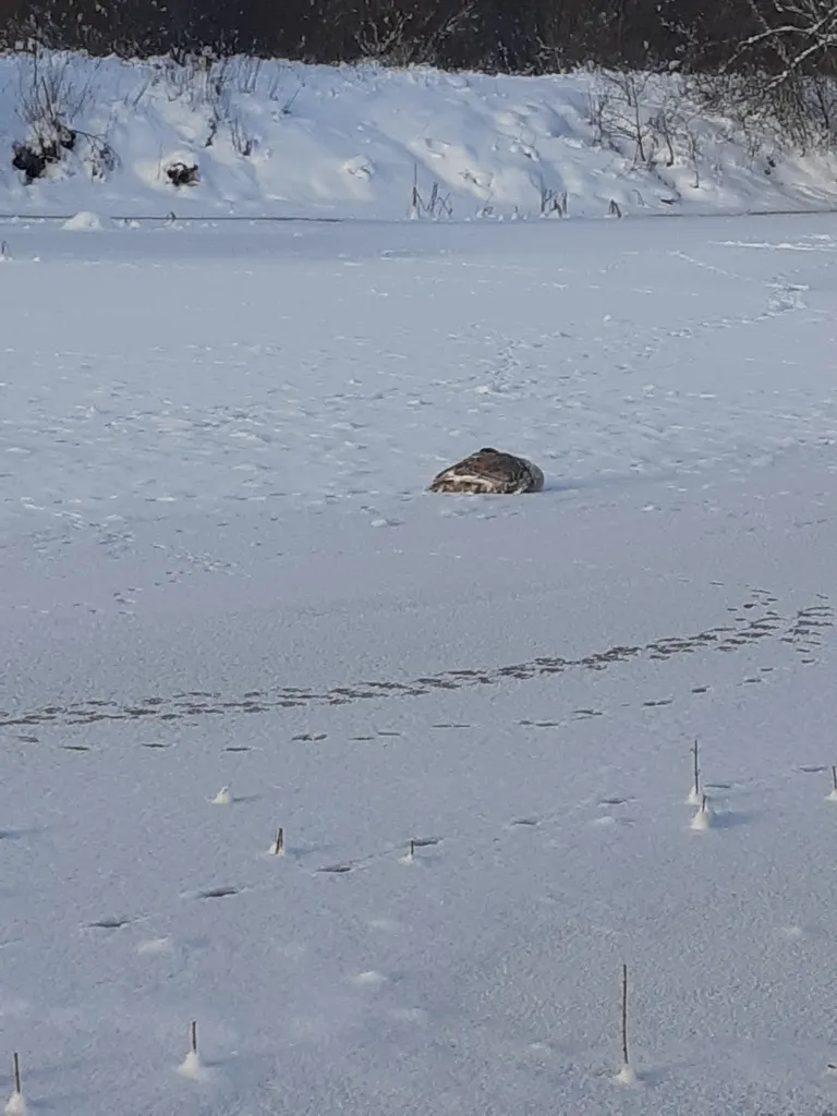 Luik keset jääd.
