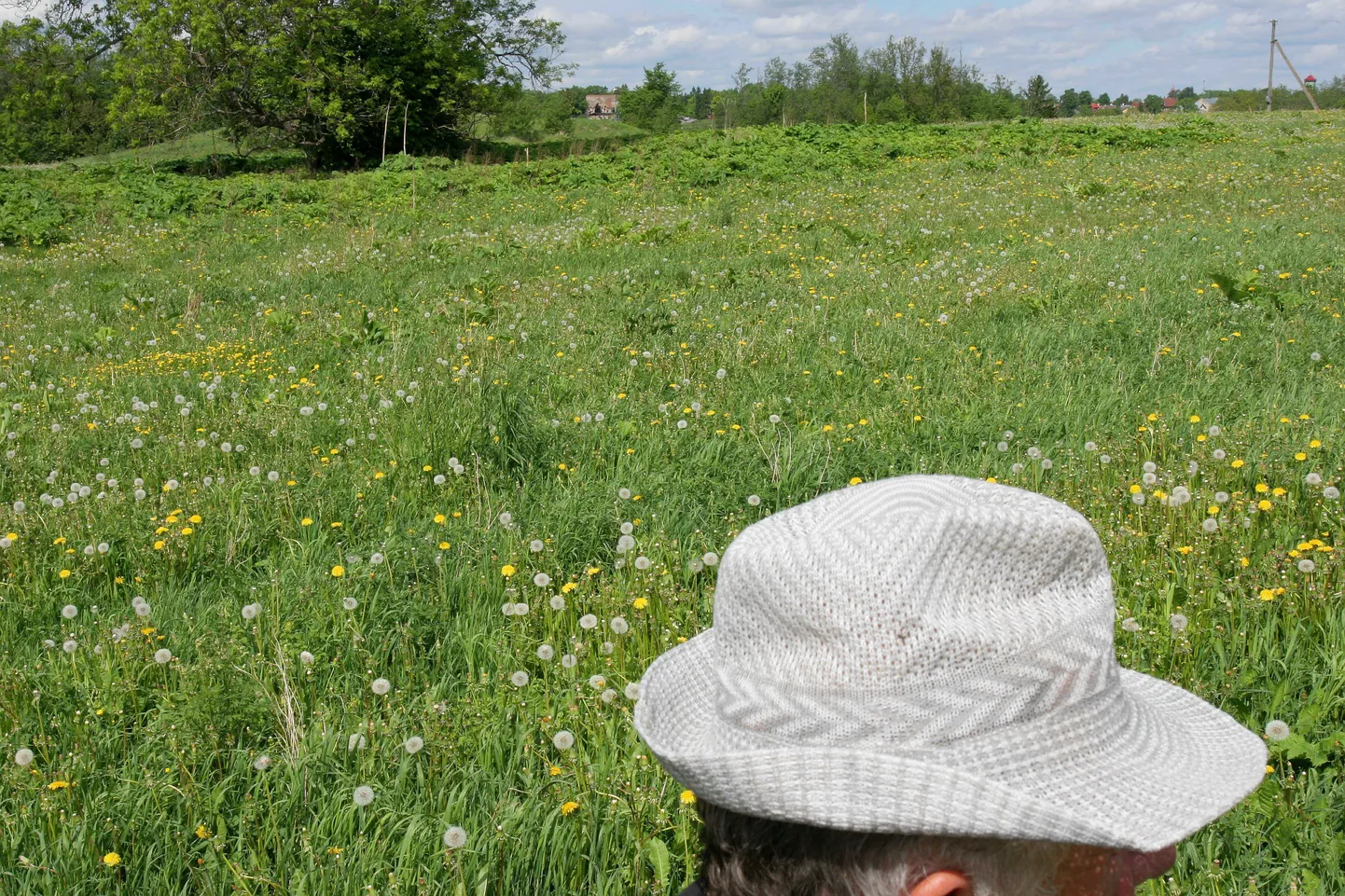 Suvine loodus