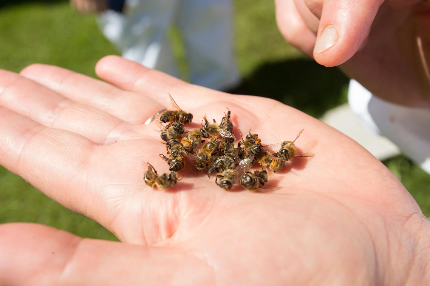 Eestis on igal aastal nii mõnigi mesinik oma meelindude peredest ilma jäänud. Tavaliselt on selle taga olnud taimekaitsevahendite kasutamise reegleid eiranud põllumehed. 