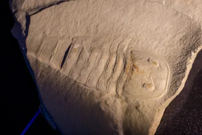 Pärast kuid kestnud tööd sai kivisse jäädvustunud meriskorpionist kunstnike ja geoloogide koostöös liikuv ja «elu täis» loom. Kivistis ise on üks Eesti paremini säilinud meriskorpione.