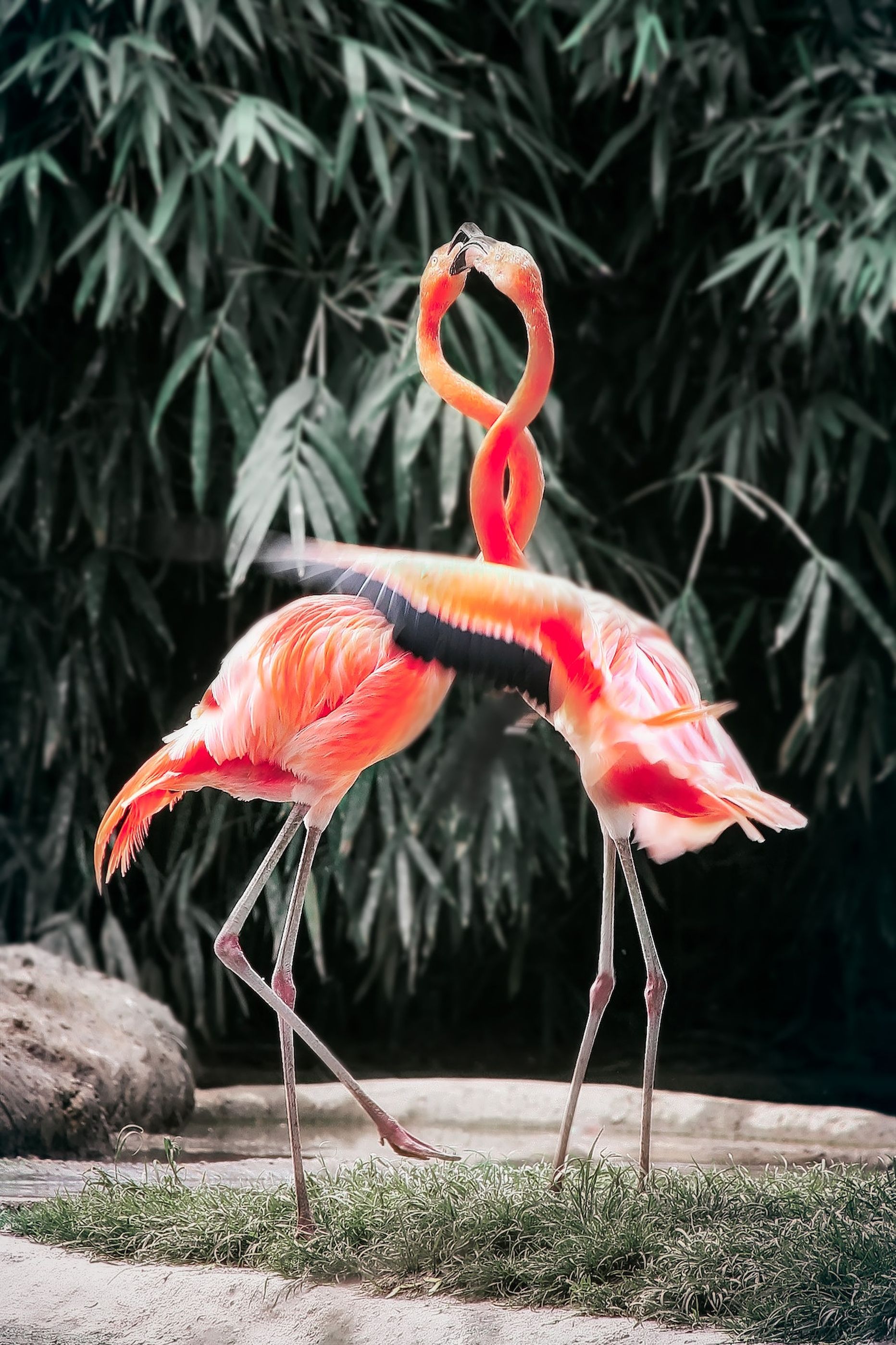 Flamingod. Pilt on illustreeriv.