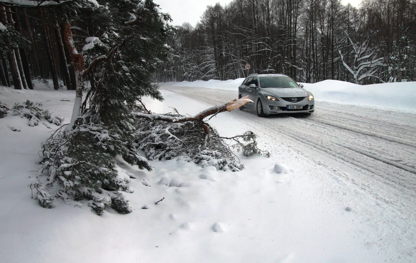 Lume all murdunud oksad Pärnumaal jaanuari alguses. Pilt on illustratiivne.